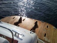 Predator Marine 56 Top