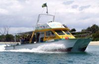 Shark Cat Wide Model