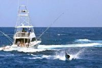 52' Viking Convertible