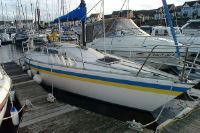 Golden Shamrock 30