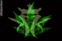 420