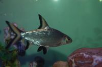 Silver Shark