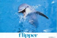 Flipper ,