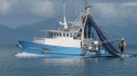 Trawler , Steel And Alloy, 15.24M
