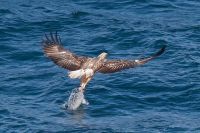 Sea Eagle Sports Fisher