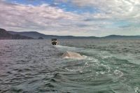 Clark 4.25 Abalone Console