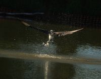 Osprey 24 Fishing