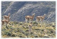 Otras Siar Moschini 63