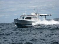 Sintes Commercial Sportfish