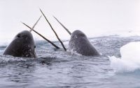 Narwhal L