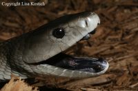 Mamba Strypulpet