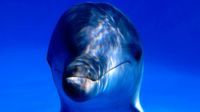 Ab Delfin