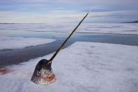 Narwhal