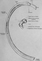 Rib